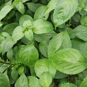 <h5 style="font-size: 15px;">Scent Leaf <h4 style="font-size: 9px; color: grey;">OCIMUM GRATISSIMUM</h4></h5>