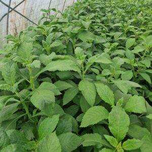 <h5 style="font-size: 15px;">Sweet bitterleaf  <h4 style="font-size: 9px; color: grey;">VERNONIA AMYGDALINA</h4></h5>