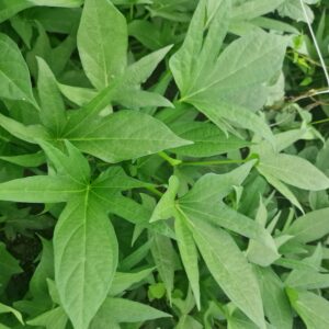 <h5 style="font-size: 15px;">Sweet-potato leaves  Süßkartofel/Matembelee <h4 style="font-size: 9px; color: grey;">Ipomoea batatas</h4></h5>