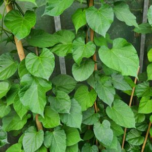 <h5 style="font-size: 15px;">Utazi <h4 style="font-size: 9px; color: grey;">Gongronema latifolium</h4></h5>