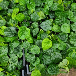 <h5 style="font-size: 15px;">Uziza <h4 style="font-size: 9px; color: grey;">Piper guineense</h4></h5>