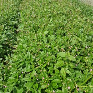 <h5 style="font-size: 15px;">Water Leaf <h4 style="font-size: 9px; color: grey;">Talinum Triangulare</h4></h5>